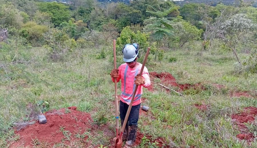 Plantio compensatório em área aberta