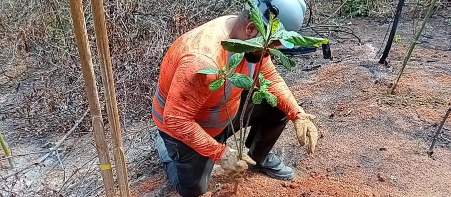 Colaborador da GATT plantando muda nativa
